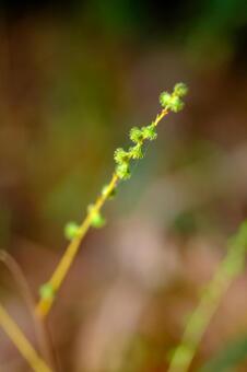 ヒメキンミズヒキ ヒメキンミズヒキ,姫金水引,バラ科の写真素材