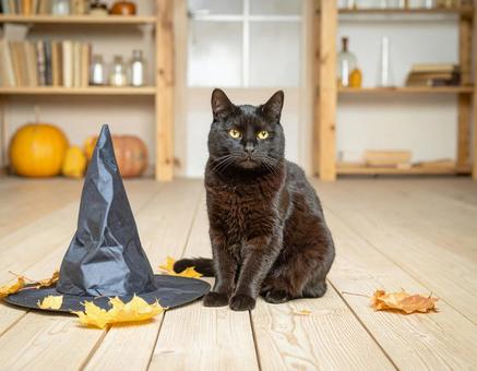 魔女の猫 魔女の猫の写真