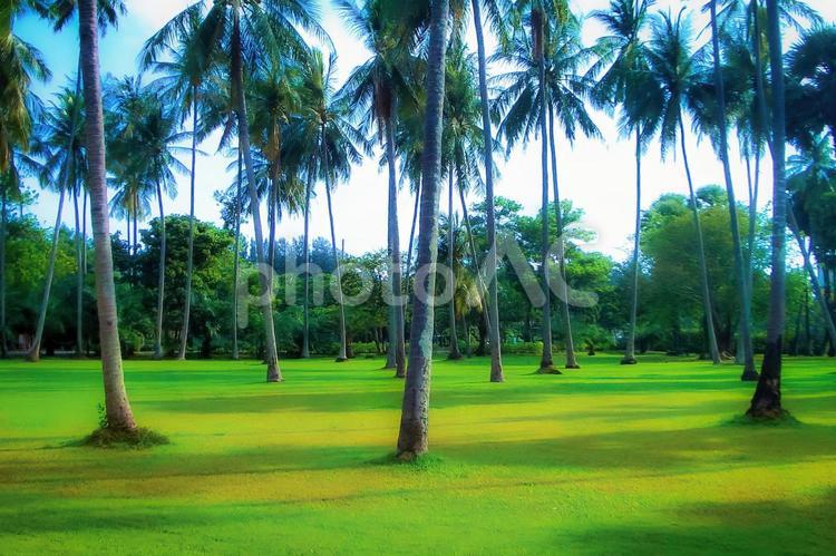 楽園の島プーケット、ココナッツ林の公園 ココナッツ,林,公園の写真素材