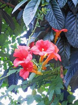 のうぜんかずら のうぜんかずら,凌霄花,花の写真素材