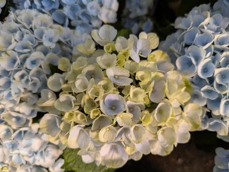 マジカルレボリューション 紫陽花,ハイドランジア,花の写真素材