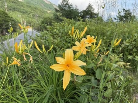 Photo, nikkoksge, orange flowers, flower, 