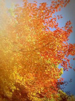 紅葉 紅葉の写真