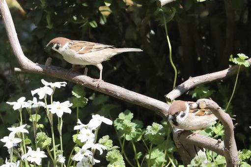 とまり木のスズメ 自然,野鳥,小鳥の写真素材