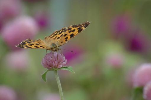 Photo, flower, butterfly, sennichiko, 