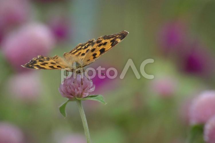 センニチコウとツマグロヒョウモン 花,蝶,センニチコウの写真素材