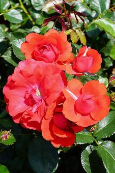 荒牧バラ園620フラワーカーペットローズの写真