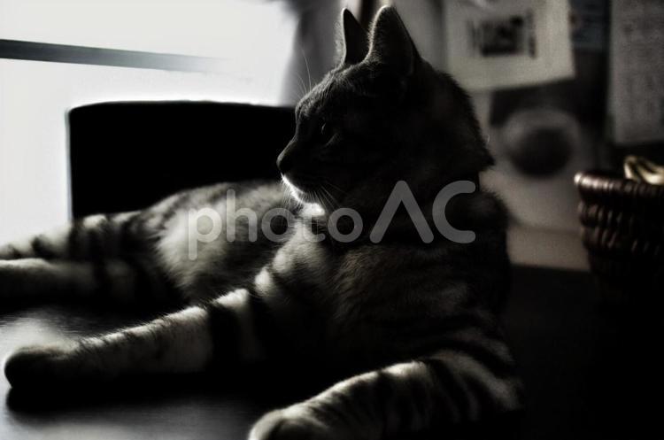 猫のいる風景 猫,サバトラ,家猫の写真素材