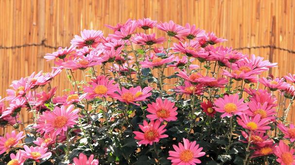 楽寿園の菊まつりにて 菊,秋,花の写真素材