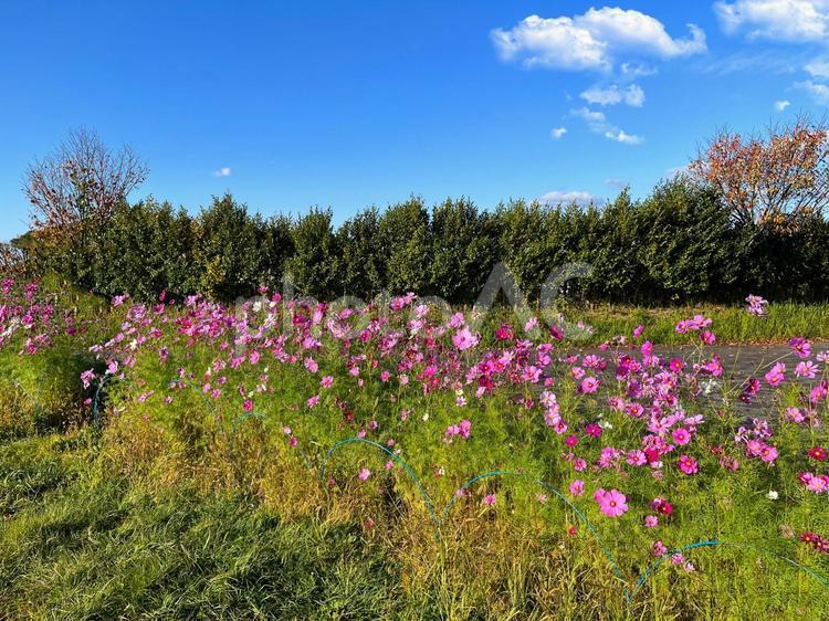 田舎の秋のコスモス畑と雲 コスモス,秋桜,秋桜畑の写真素材
