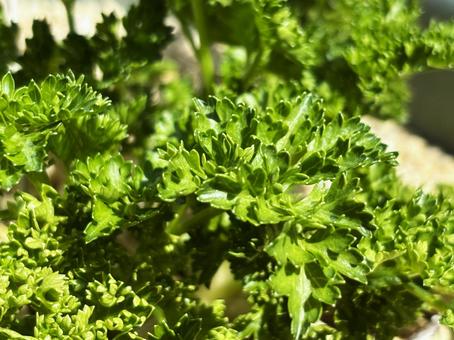 緑の素材 緑の素材の写真