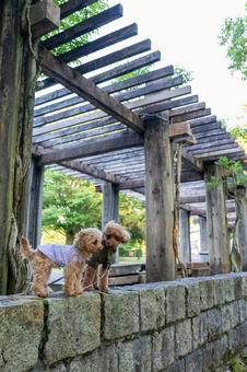 夏の公園で散歩するトイプードル 夏の公園で散歩するトイプードル トイプードル,トイプー,夏の写真素材