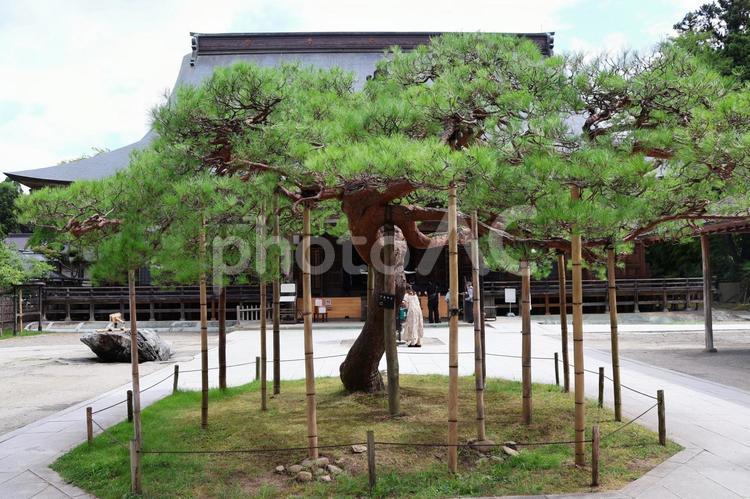 ８月上旬の平泉の中尊寺の伽藍 背景,中尊寺,寺の写真素材