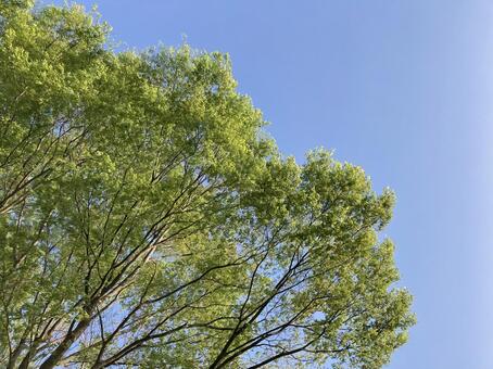 新緑と空 新緑,空,自然の写真素材