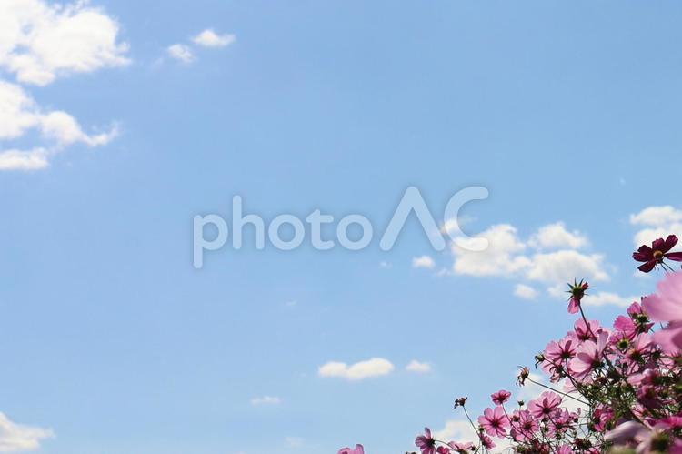 コスモスと空の背景素材 コスモス,空,青空の写真素材