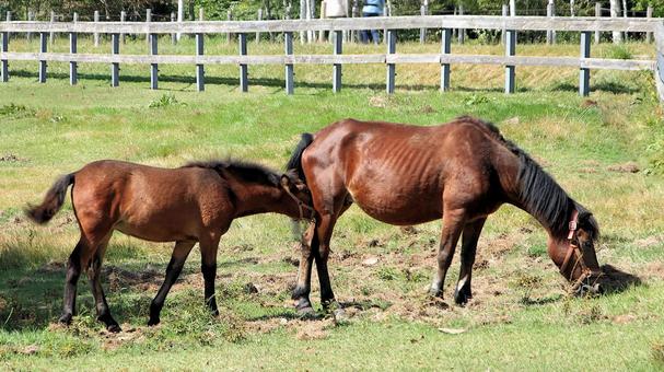 初秋の開田高原放牧場の木曽馬 初秋の開田高原放牧場の木曽馬の写真