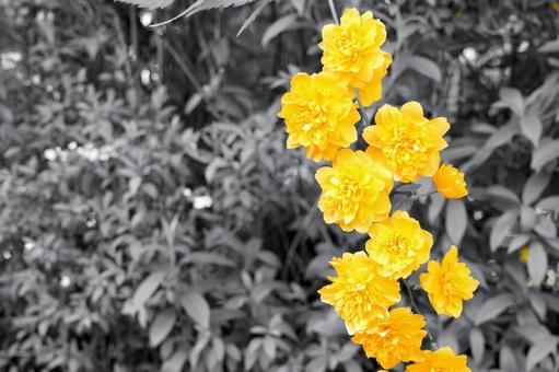 モノクロ背景の山吹 モノクロ背景の山吹 山吹,花,黄色の写真素材