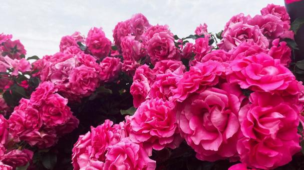 Cloudy sky and blooming pink roses, JPG Cloudy sky and blooming pink roses, JPG