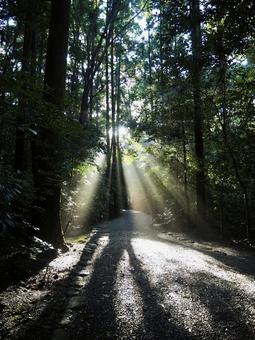 雨上がりの光芒 3 雨上がりの光芒 3 木漏れ日,自然,雨上がりの写真素材