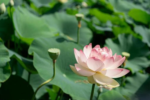 池に浮かぶピンクのハスの花 池に浮かぶピンクのハスの花の写真