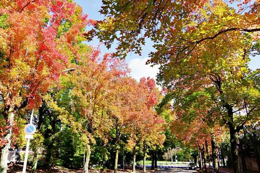 11月の三色彩道にて タイワンフウ,アメリカフウ,モミジバフウの写真素材