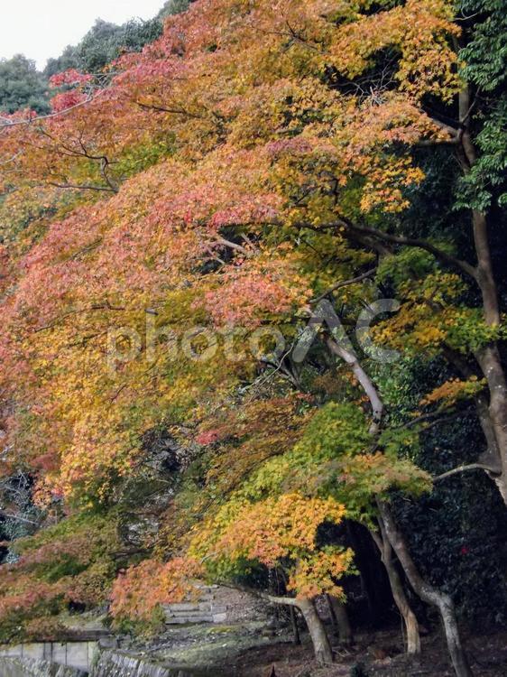 初秋の京都の５ 初秋,あき,秋の写真素材