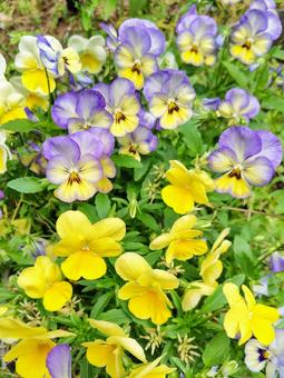 ビオラ 花,フラワー,自然の写真素材