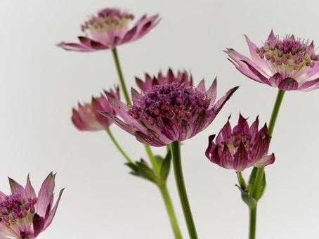 紫色のアストランチアの花 紫色のアストランチアの花 花,アストランチア,植物の写真素材