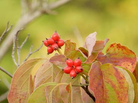 【花の写真】ハナミズキの実 【花の写真】ハナミズキの実 ハナミズキ,花水木,植物の写真素材