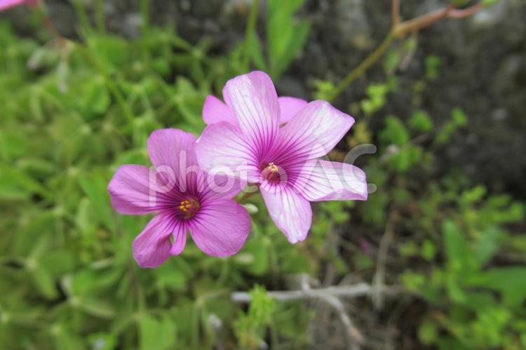 草原に咲くイモカタバミの花 イモカタバミ,オキザリス,花の写真素材