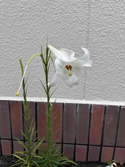 道端のユリ 道端のユリの写真