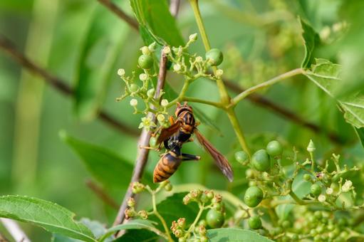 ヤマトスズメバチとノブドウの実 ヤマトスズメバチとノブドウの実 スズメバチ,蜂,昆虫の写真素材