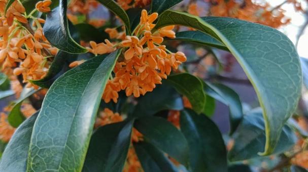 osmanthus, osmanthus, पतझड़, स्वाभाविक रूप से, JPG