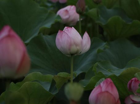 蓮 [無加工]版 縦横4:3 ピンク,無修正,無加工の写真素材