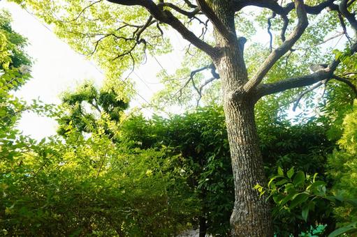 木漏れ日 木漏れ日 木,木漏れ日,自然の写真素材
