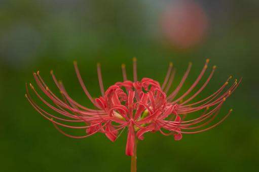 Red spider lilies on a green background, JPG