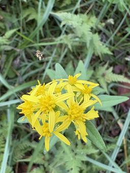 アキノキリンソウとヒラタアブ 05 アキノキリンソウとヒラタアブ 05 ヒラタアブ,虫,昆虫の写真素材