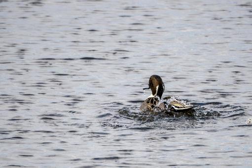 オナガガモ⑺の写真