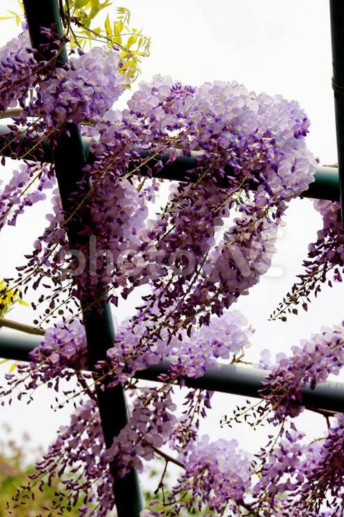 涼風を受けて咲く富士の花　05 うつくしい,かわいい,はなやかの写真素材