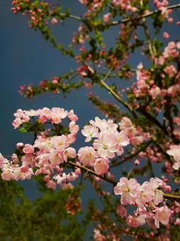 Cherry Blossoms at Night, JPG