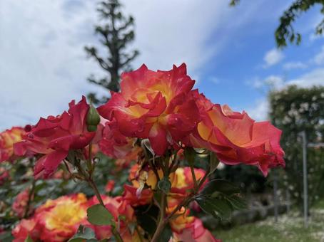 バラ バラ,花,庭の写真素材
