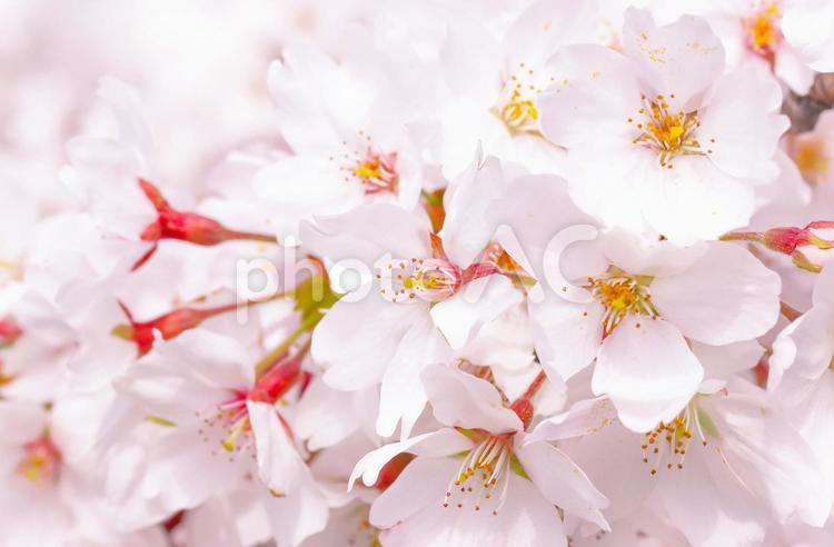 桜の花びらの背景素材 さくら,春,桜の写真素材