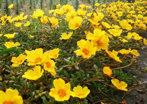 ポーチュラカ「イエロー」 ポーチュラカ,ハナスベリヒユ,ハナスベリの写真素材