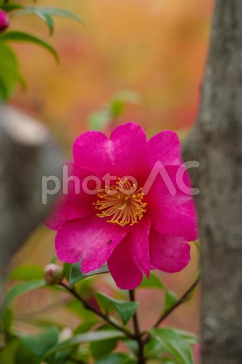 寒ツバキの背景がもみじの色で美しい 寒ツバキ,花,紅葉の写真素材