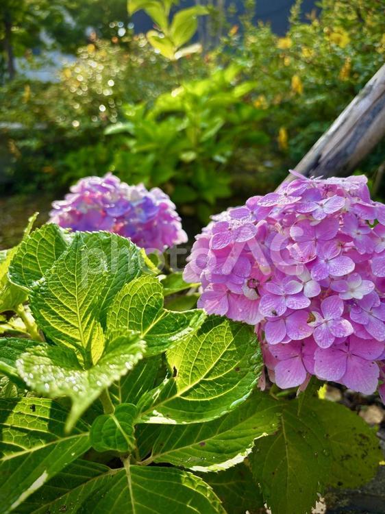 梅雨時のアジサイ あじさい,アジサイ,6月の写真素材