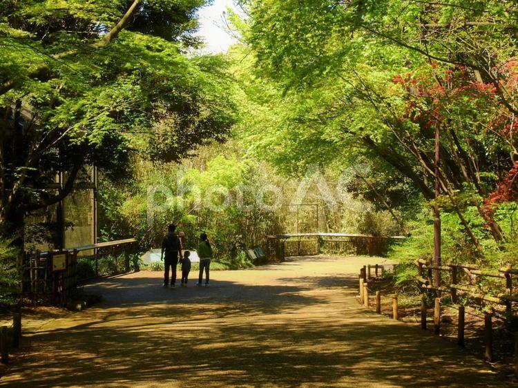ズーラシア動物園の園内 ズーラシア,ズーラシア動物園,動物園の写真素材