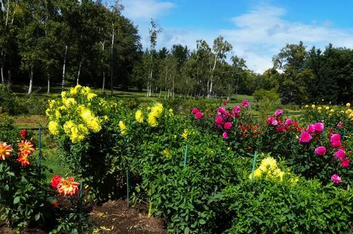百合原公園のダリア園 ダリア,花,開花の写真素材