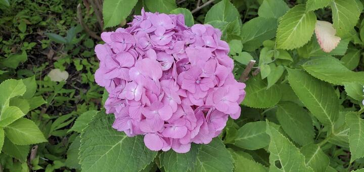 紫陽花 紫陽花,桃色,自然の写真素材