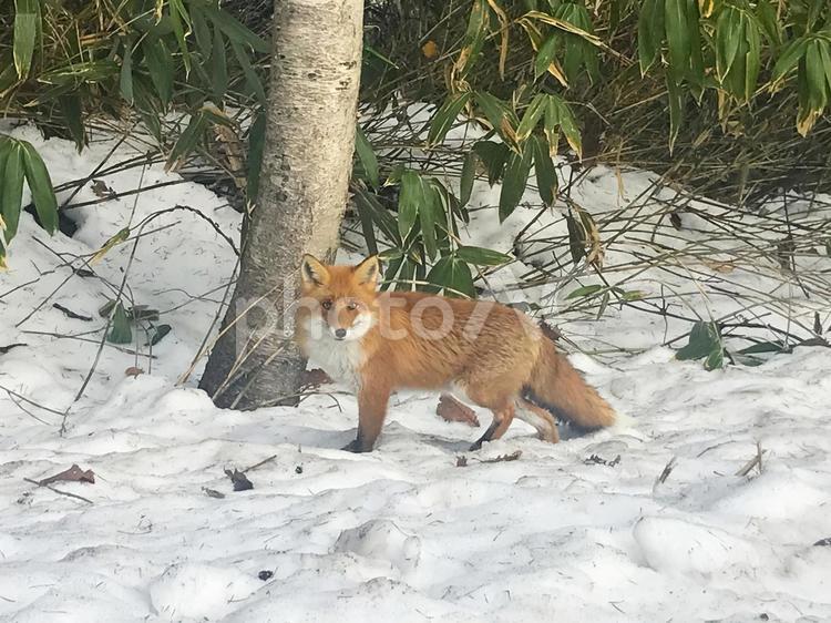 新雪の上の野生のキタキツネ01 キタキツネ,キツネ,動物の写真素材