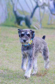 ドッグランを歩くワンコ 犬,わんこ,シュナの写真素材